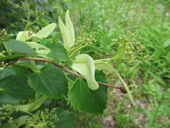 Tilia