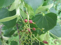 Tilia