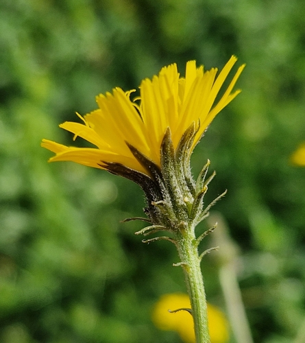 Hawkweed Oxtongue