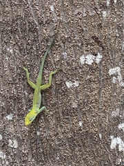 Anolis conspersus