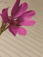 Clarkia biloba