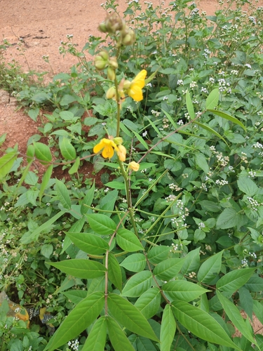 Senna hirsuta observed 2026-10-02