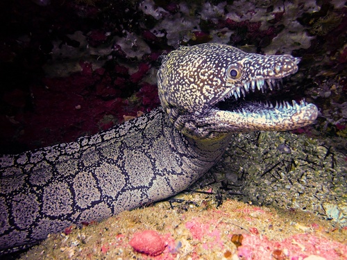 Enchelycore ramosa observed 2025-12-07