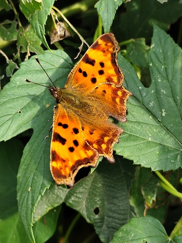 European Comma
