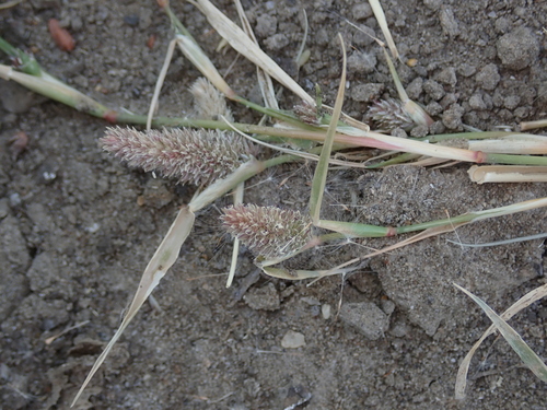 Sporobolus schoenoides, 2026-10-01