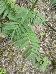 Valeriana officinalis