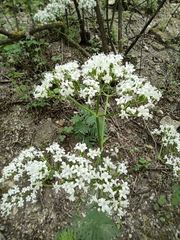 Valeriana officinalis
