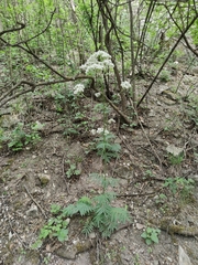 Valeriana officinalis