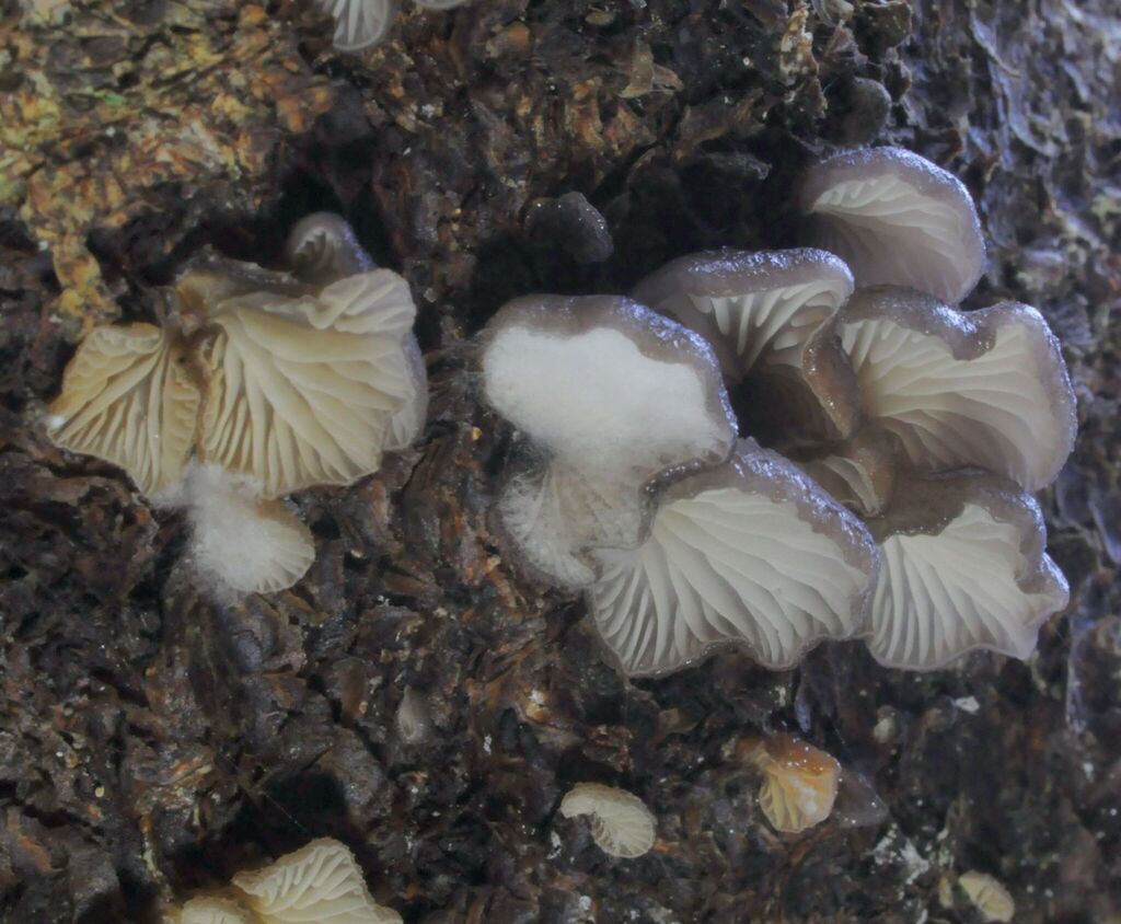 Jellied Oyster