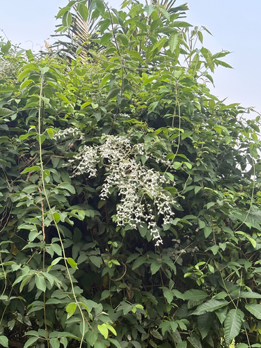 Congea tomentosa observed 2026-10-02