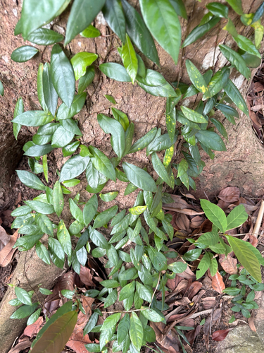 Ficus punctata observed 2026-10-02