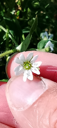 Water Chickweed