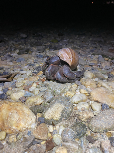 Coenobita spinosus observed 2026-10-02