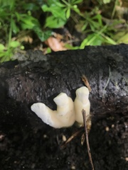 Loweomyces fractipes