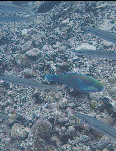 Chlorurus bleekeri observed 2026-10-02