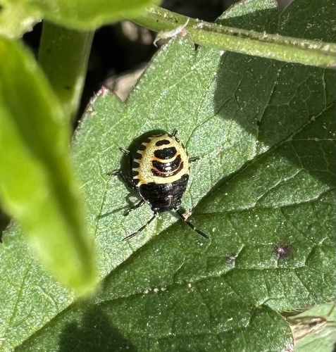 Cabbage Bug