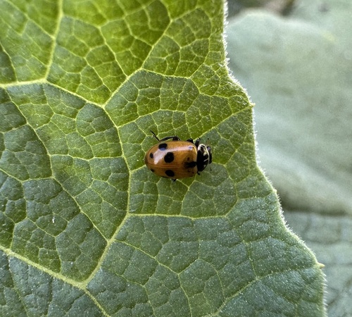 Variegated Lady Beetle