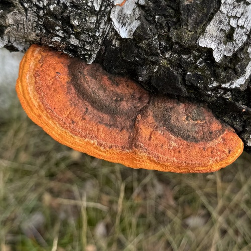 Northern Cinnabar Polypore