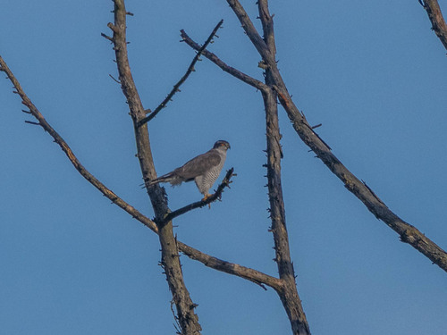 Eurasian Goshawk