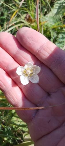 marsh grass-of-Parnassus