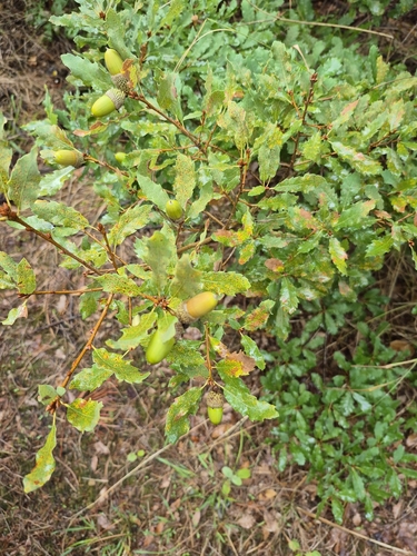 Quercus infectoria observed 2026-10-02