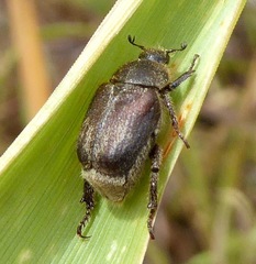 Hoplia