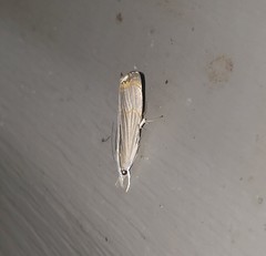 Parapediasia decorellus