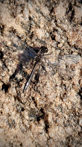 Black Meadowhawk
