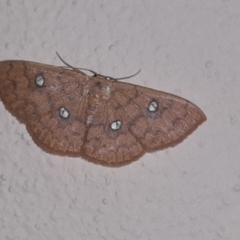 Semaeopus illimitata