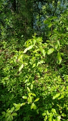 Cornus glabrata