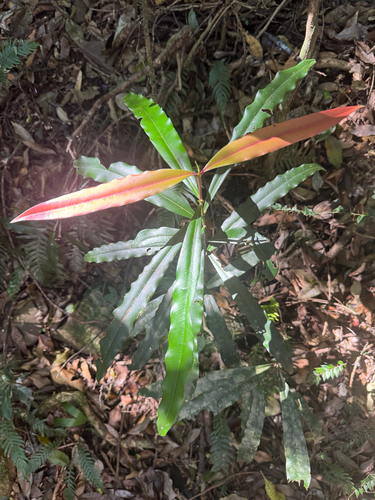 Syzygium ingens, 2026-10-02