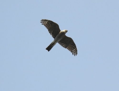 Eurasian Sparrowhawk