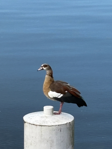 Egyptian Goose