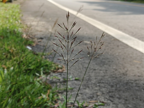 Chrysopogon aciculatus observed 2026-10-02