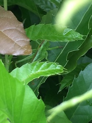 Tettigonia orientalis