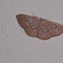 Semaeopus illimitata