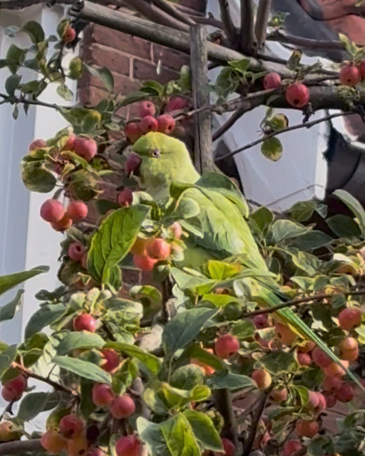 Rose-ringed Parakeet