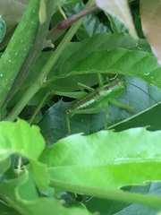 Tettigonia orientalis