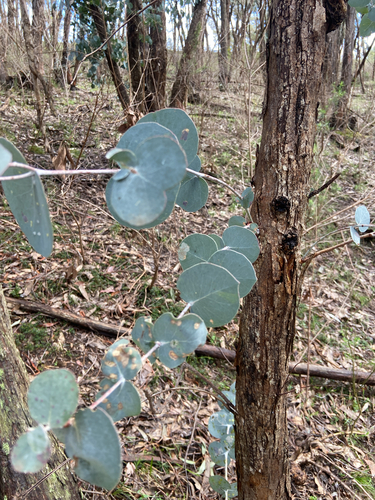 Eucalyptus nortonii, 2026-10-02