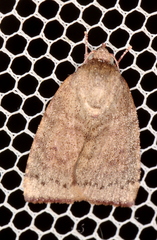 Austrocarea iocephala