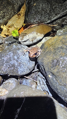 Fleay's Barred Frog