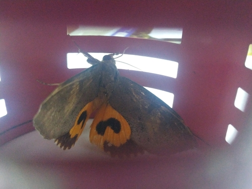 Common Fruit-piercing Moth