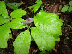 Amphibolips acuminata