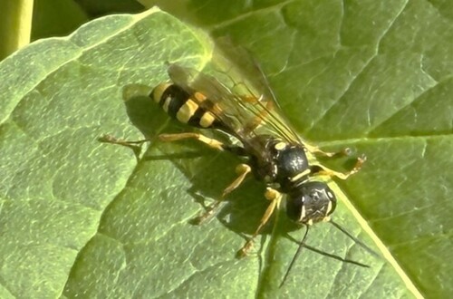Field digger wasp, Scherpenzeel, Nederland, photo 8 of 10