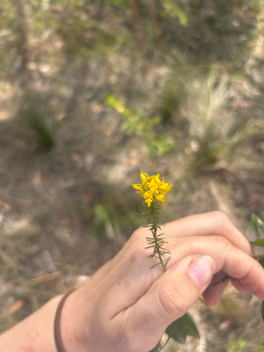Phyllota phylicoides observed 2026-10-01