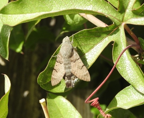 Eurasian Hummingbird Hawkmoth