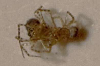 Common Spitting Spider