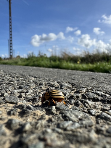 Colorado Potato Beetle