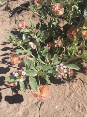 Tripterocalyx carneus