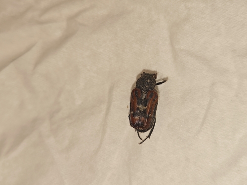 Euselates ornata